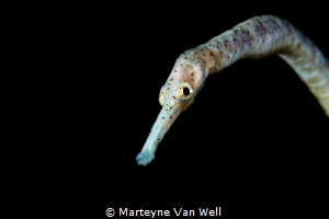 A pipefish taking a peak at the camera port. Taken with E... by Marteyne Van Well 